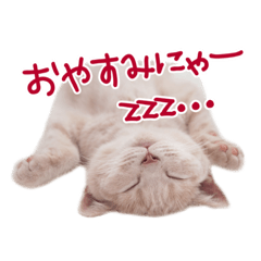 [LINEスタンプ] 猫のエルマー
