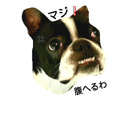 [LINEスタンプ] ボストンもも