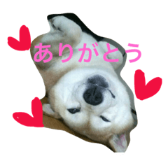 [LINEスタンプ] プリンちゃんのスタンプ