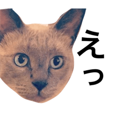 [LINEスタンプ] ちょむcat