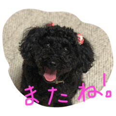 [LINEスタンプ] 黒トイプーさくら