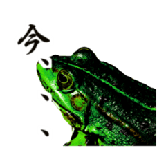 [LINEスタンプ] わたしは蛙。の画像（メイン）