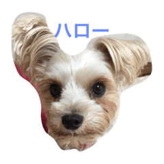 [LINEスタンプ] 愛犬れんのいちにち