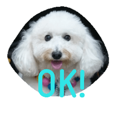 [LINEスタンプ] 白プードルは言いました...