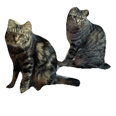 [LINEスタンプ] わがやねこ