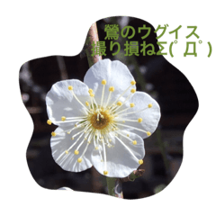 [LINEスタンプ] 花ばな