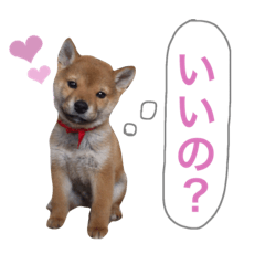 [LINEスタンプ] 柴犬キャメルpart2