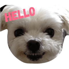 [LINEスタンプ] まるちー