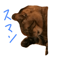 [LINEスタンプ] タヌキネコ 16