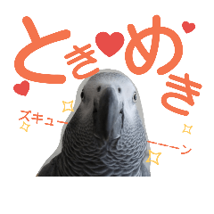 [LINEスタンプ] ヨウムとウロコインコとコダイマキエインコ