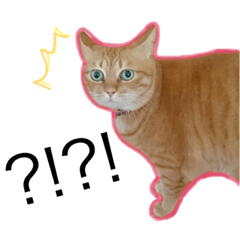 [LINEスタンプ] 茶トラのちーこ