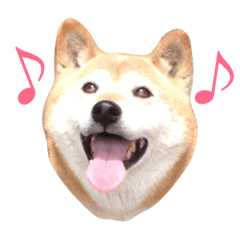 [LINEスタンプ] 柴犬ハナさん