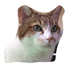 [LINEスタンプ] ぶち丸スタンプvol.1