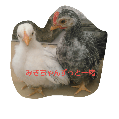 [LINEスタンプ] みきちゃんチャボくんスタンプ