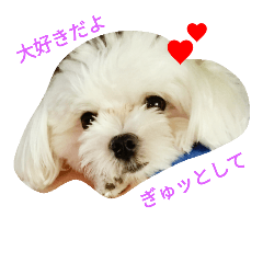 [LINEスタンプ] 我が家の雪ちゃん