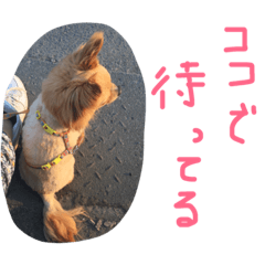 [LINEスタンプ] 写真スタンプ123