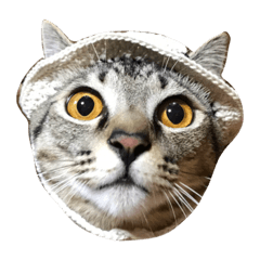 [LINEスタンプ] 実写ネコ