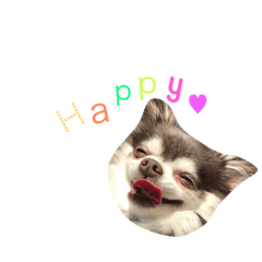[LINEスタンプ] 美羽(Miu)チワワの日常