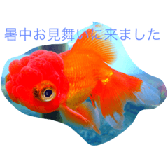 [LINEスタンプ] 涼風金魚