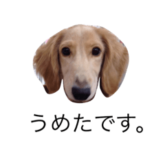 [LINEスタンプ] うめた