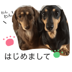 [LINEスタンプ] 愛犬まろ親子feat赤ちゃん