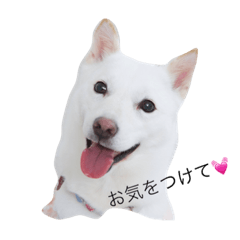 [LINEスタンプ] まぅの1日