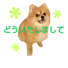 [LINEスタンプ] ポメラニアンDuffy 黒と赤 その11