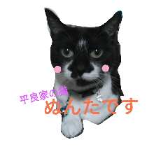 [LINEスタンプ] ぬんたという猫