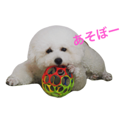 [LINEスタンプ] ぽぽのほっこり日常スタンプ