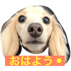 [LINEスタンプ] 怪獣ごん様♡日常会話