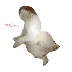 [LINEスタンプ] スコティッシュフォールド