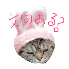 [LINEスタンプ] うちのトム様 2の画像（メイン）