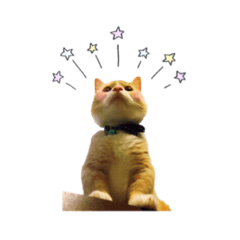 [LINEスタンプ] こたろう♂