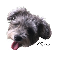 [LINEスタンプ] ミニチュアシュナウザーのふぁる