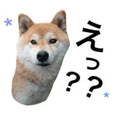 [LINEスタンプ] もこ3