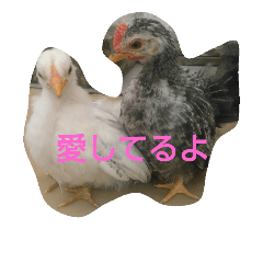 [LINEスタンプ] チャボ太郎