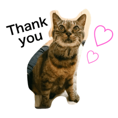 [LINEスタンプ] 愛猫チョコのスタンプ3