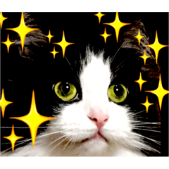 [LINEスタンプ] アキニャン