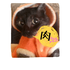 [LINEスタンプ] ねこのとらちゃん