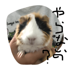 [LINEスタンプ] もるたろの逆襲