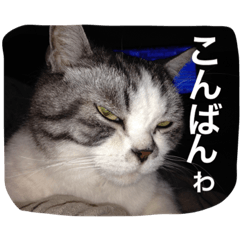 [LINEスタンプ] ウチの猫たち