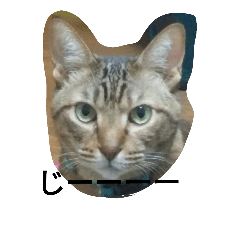 [LINEスタンプ] にゃんこ まみ.1
