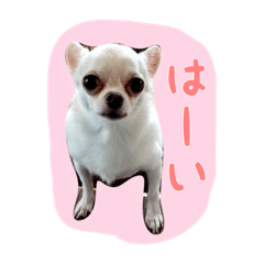 [LINEスタンプ] 大好きないぬたちスタンプ