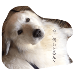 [LINEスタンプ] 犬の日