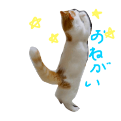 [LINEスタンプ] ノルウェージャンキャット【はぴくん】