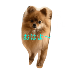 [LINEスタンプ] 可愛いポメラニアンシンバ
