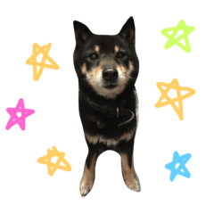 [LINEスタンプ] 柴犬 ジャッキー