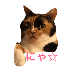 [LINEスタンプ] 我が家のチェロ子さん。