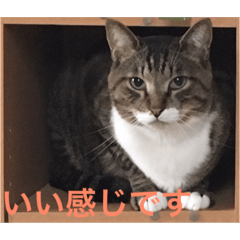 [LINEスタンプ] うちの可愛い子供たち