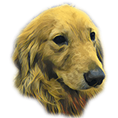 [LINEスタンプ] 犬！！！マルチーズ トイプードル 柴犬